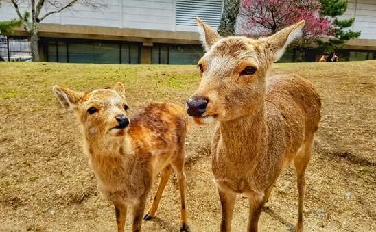 奈良のトラックドライバー求人