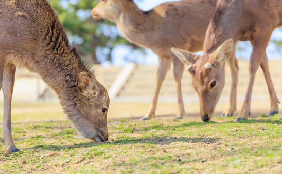 奈良のトラックドライバー求人