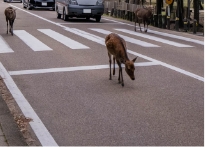 道路にいるシカ 1匹