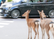 道路にいるシカ 2匹