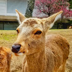 奈良市在住のSさん